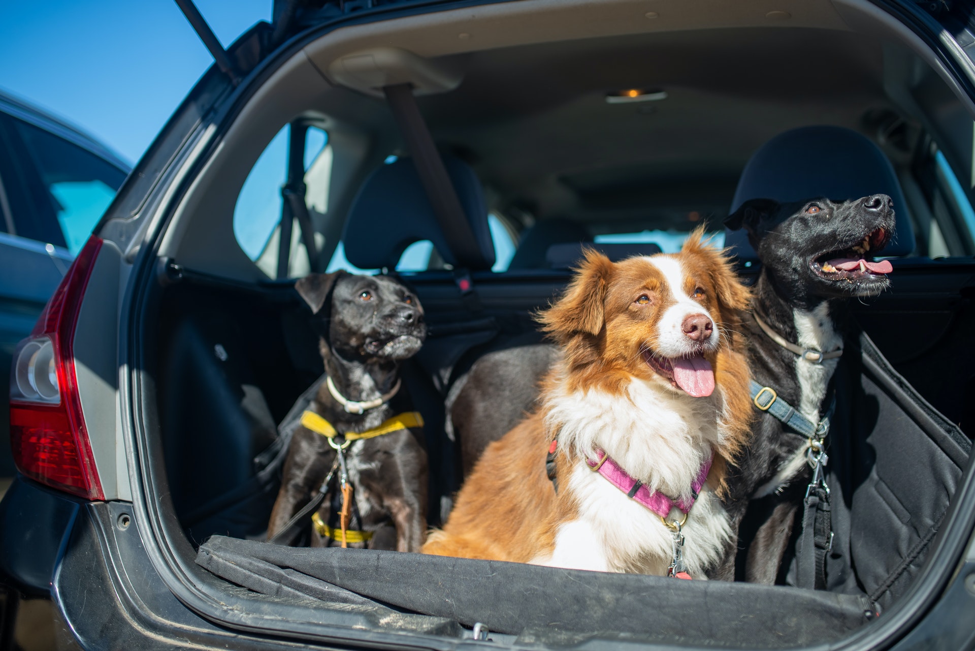 Recomendaciones Para Viajar Con Tu Mascota Durante Las Vacaciones ACIS